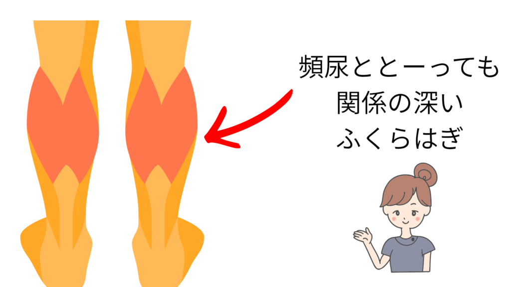 ふくらはぎってとっても頻尿と関係あるんです